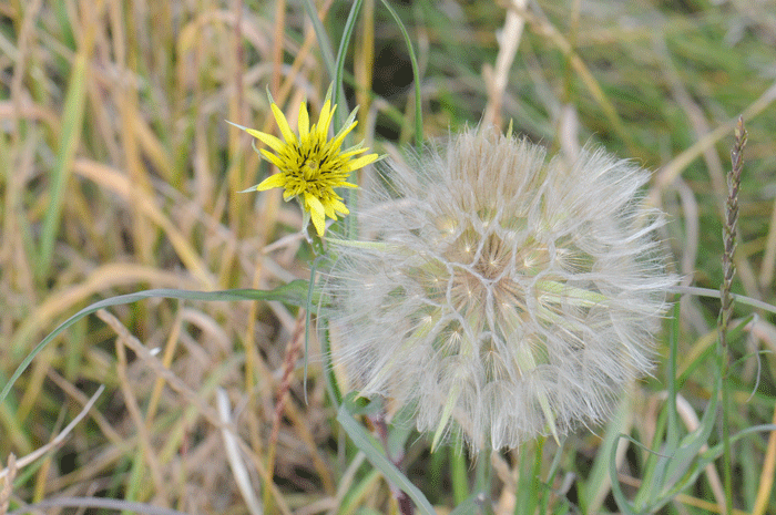 Yellow Salsify has a cypsela as a fruit with a feathery pappus and shown here. Tragopogon dubius